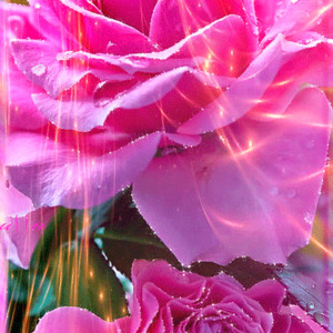 Розовая роза на день Рождения
