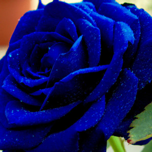 Синяя пушистая роза