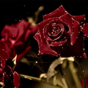 Бардовые розы с блеском