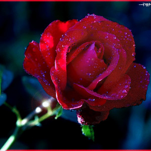 Красная роза с капельками - Цветы