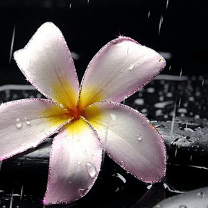 Цветок под дождем