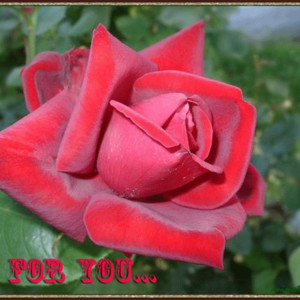 Живая роза для тебя