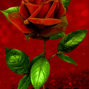 Роза LOVE