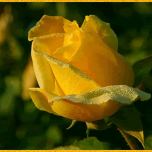 Жёлтая роза - Цветы анимация