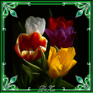 Тюльпаны - Цветы