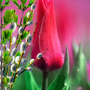 Верба и тюльпан
