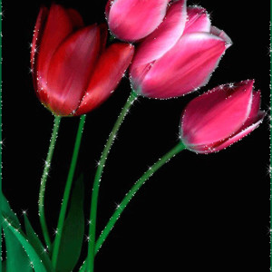 Розовые тюльпаны анимация