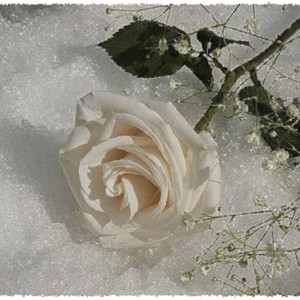 Белая роза на снегу
