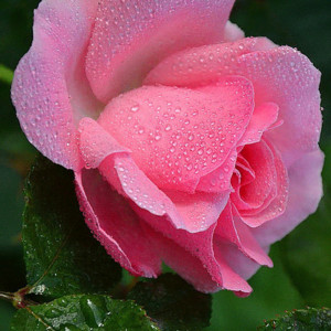 Большая фотография с розой