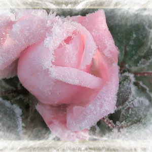 Снежная, живая роза