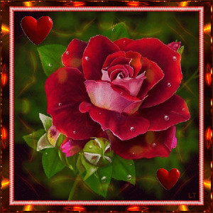 Сердечная роза