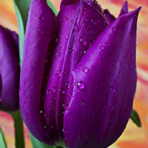 Фиалетовый тюльпан