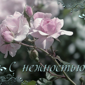 С нежностью… Бело-розовые розы