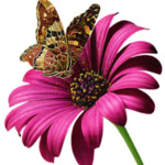 Бабочка и цветок гербера