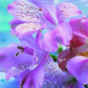 Нежные лилово-голубые цветы