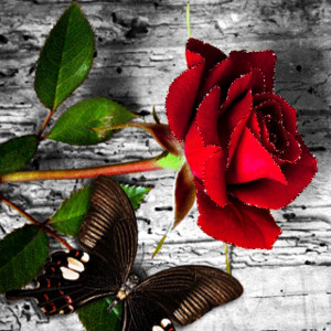Красная роза с бабочкой
