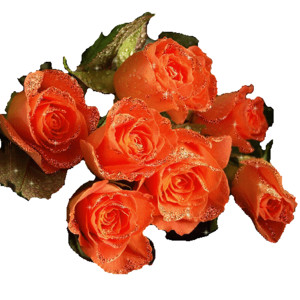 Семь оранжевых роз