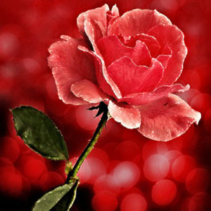 Мерцающая красная роза - Цветы анимация