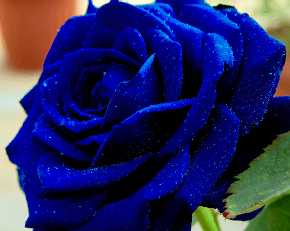 Синяя пушистая роза - Цветы анимация