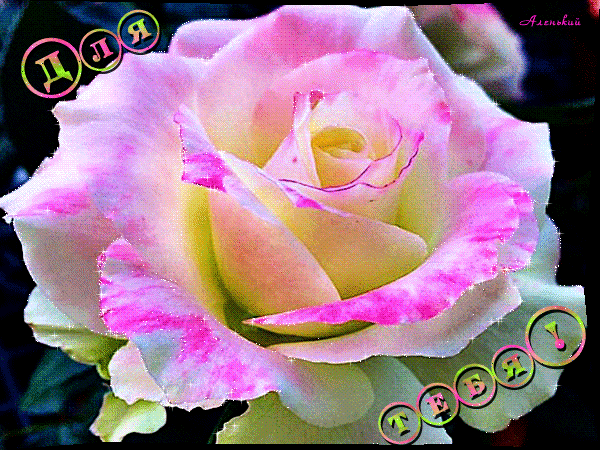 Бело – розовая роза для тебя - Анимационные блестящие картинки GIF