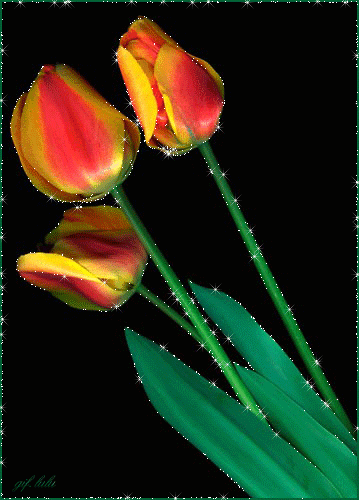Тюльпаны анимация - Цветы анимация