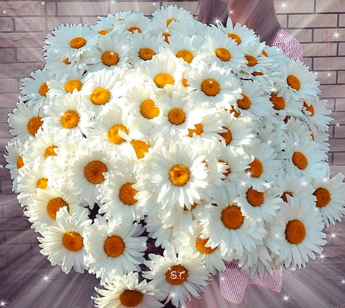 Большой букет ромашек - Цветы анимация