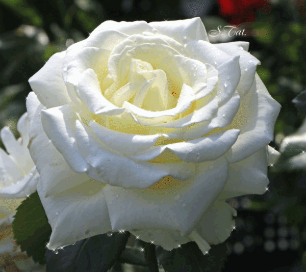 Роза белого цвета - Анимационные блестящие картинки GIF