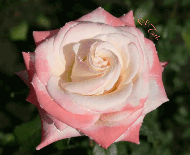 Роза чайно-гибридная