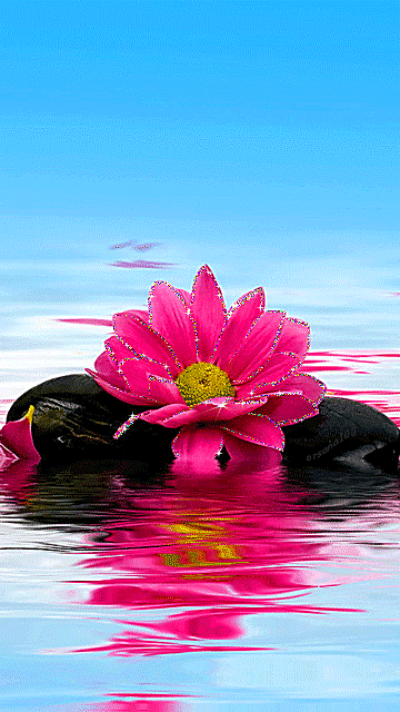 Цветок на воде