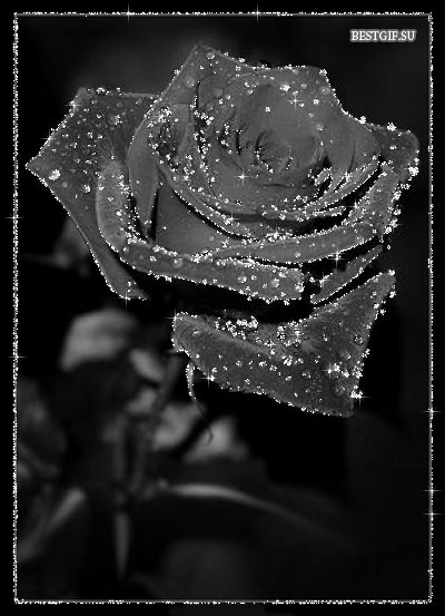 Чёрная Роза
