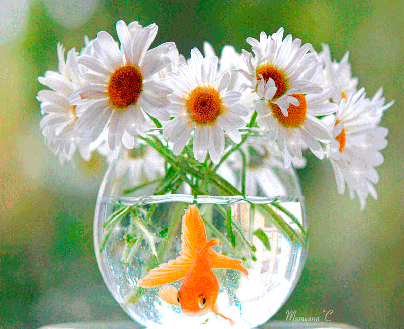 Ромашки и золотая рыбка - Анимационные блестящие картинки GIF