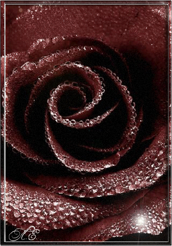 Темная роза - Цветы анимация