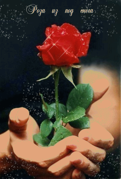 Анимированная роза - Цветы анимация - Анимационные блестящие картинки GIF
