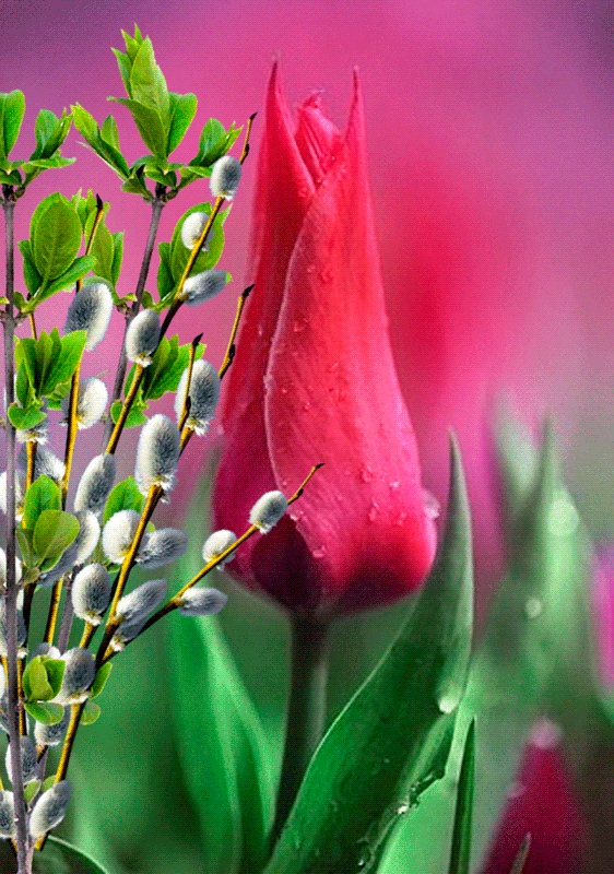Верба и тюльпан - цветы, gif скачать бесплатно