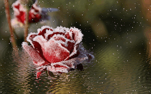 Снежная роза - Цветы анимация