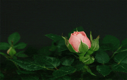 Роза распускается