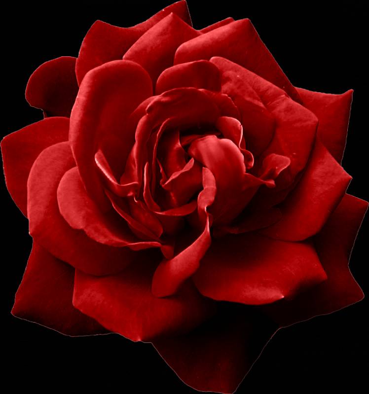 Роза клипарт - цветы, gif скачать бесплатно