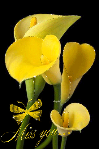 Жёлтые каллы - Цветы анимация