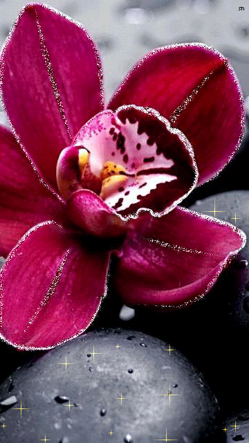 Орхидея - Цветы анимация