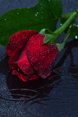 Роза под дождём - Анимационные блестящие картинки GIF