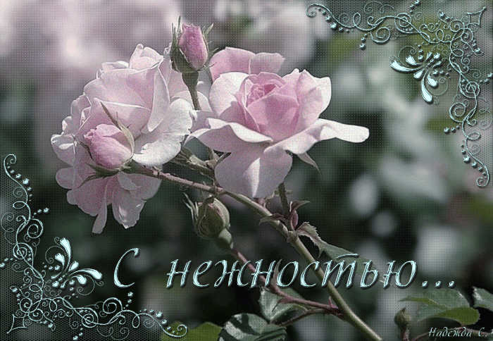 С нежностью… Бело-розовые розы - Анимационные блестящие картинки GIF