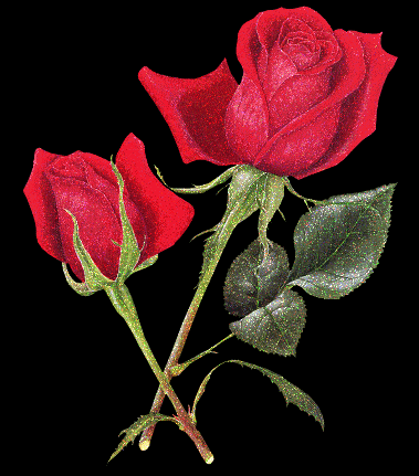 Розы для открытки на прозрачном фоне