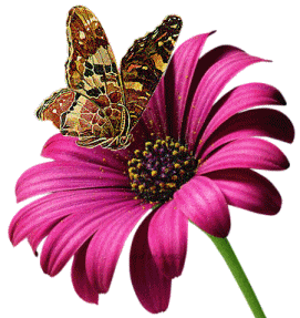 Бабочка и цветок гербера - Цветы анимация