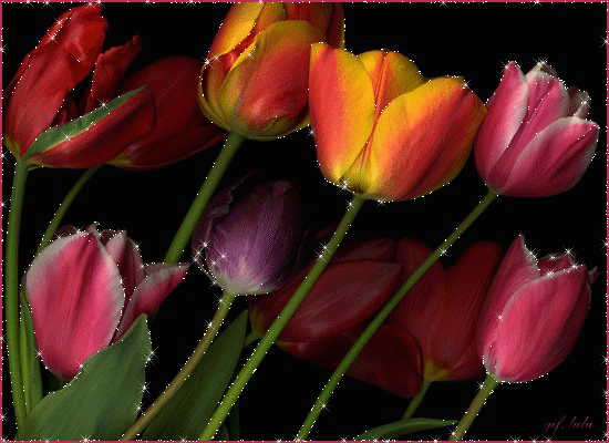 Тюльпаны блестяшки