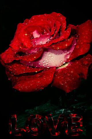 Красная роза в капельках - Анимационные блестящие картинки GIF