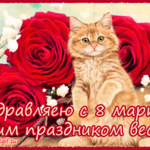 Котики и розы на 8 Марта