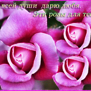 Эти розы для тебя! От души дарю любя!