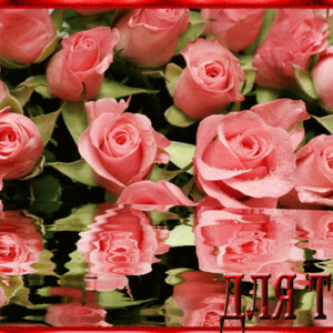 Розовые розы - Для Тебя