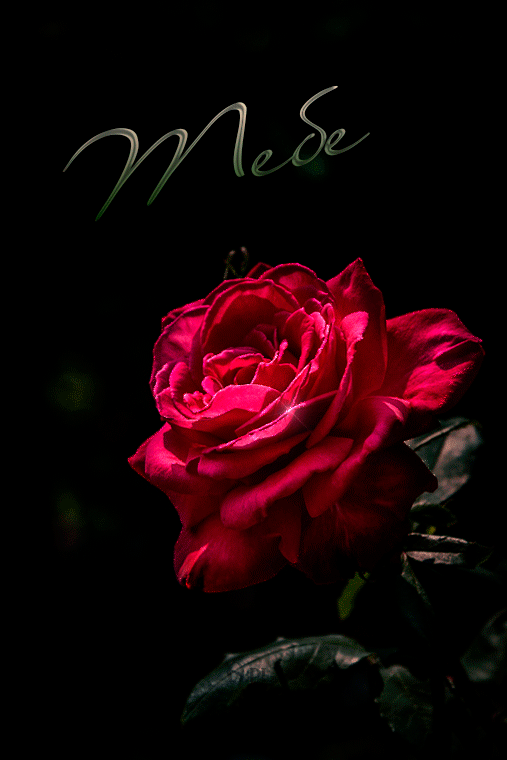 Одинокая роза
