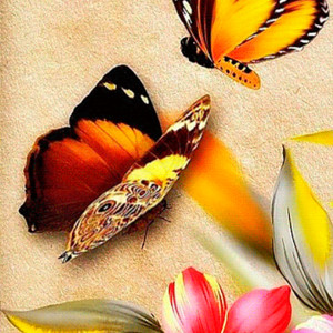 Картинка с бабочками